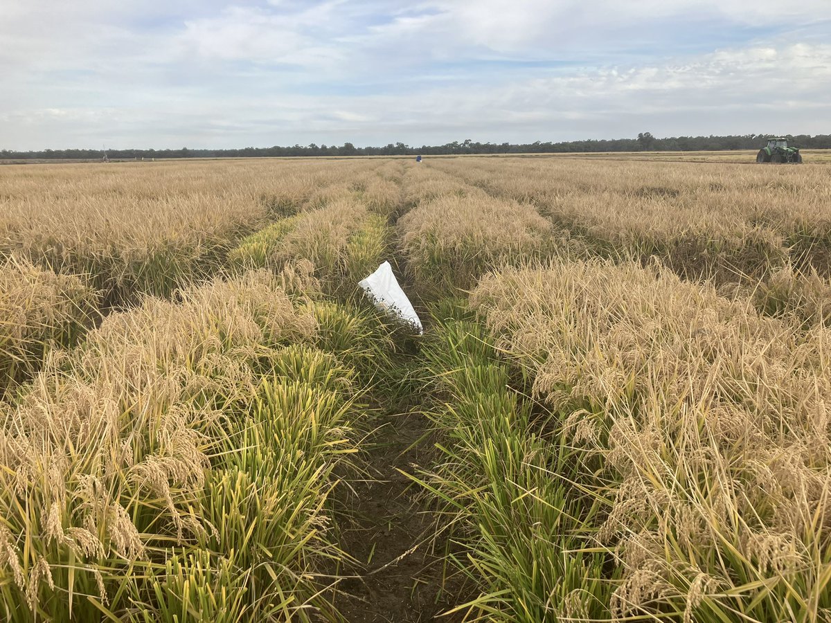 As well as harvesting plots with the header, we are also harvesting pure seed and shortrows by hand. These will be dried down and individually threshed later. #ricebreedingaustralia #ausrice