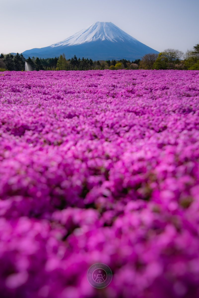 富士芝桜まつりで見られる、ピンク色の絨毯と富士山が織りなす絶景。 #富士山 #tokyocameraclub #PENTAX