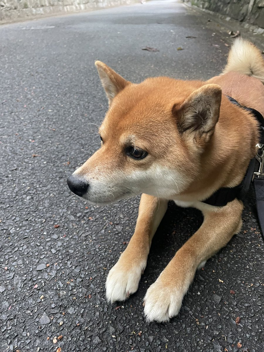 カピバラはもちろん好きですが、柴犬にもゾッコンなんですよね もし可能ならカピバラと柴犬を一緒に飼いたいですね ただ、柴犬の性格的に厳しい気はします…