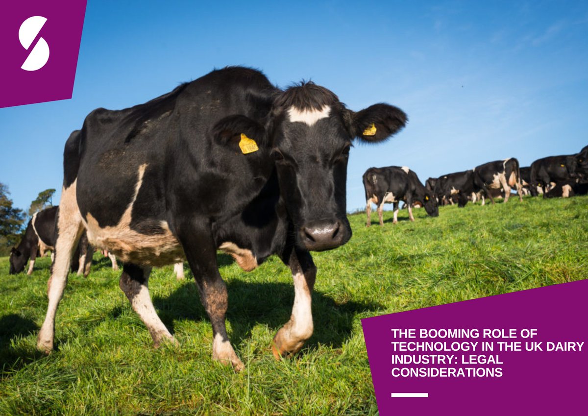 StephensScown's tweet image. The dairy industry in the UK has experienced a transformative wave of technological advancements in recent years, reshaping operations and efficiency. With these advancements come legal considerations 👇

stephens-scown.co.uk/specialist-sec…

 #DairyTech #TechLaw