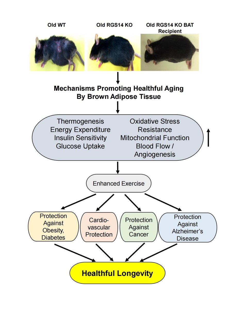 This new review from Dr. Stephen F. Vatner et al. examines the role of #brown adipose tissue (BAT) in mediating healthful #longevity. oaepublish.com/articles/jca.2…