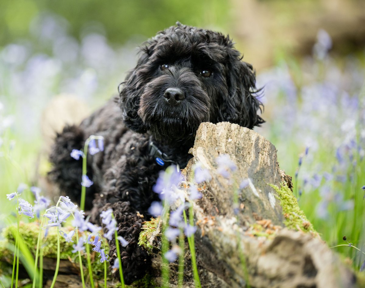 A new month means it's time to turn over your calendars!

May's star in our calendar? The beautiful Betsy 😊

Betsy is an amazing hearing dog and our clever cockapoo has been changing the life of her deaf partner since last November ❤️ #1stMay