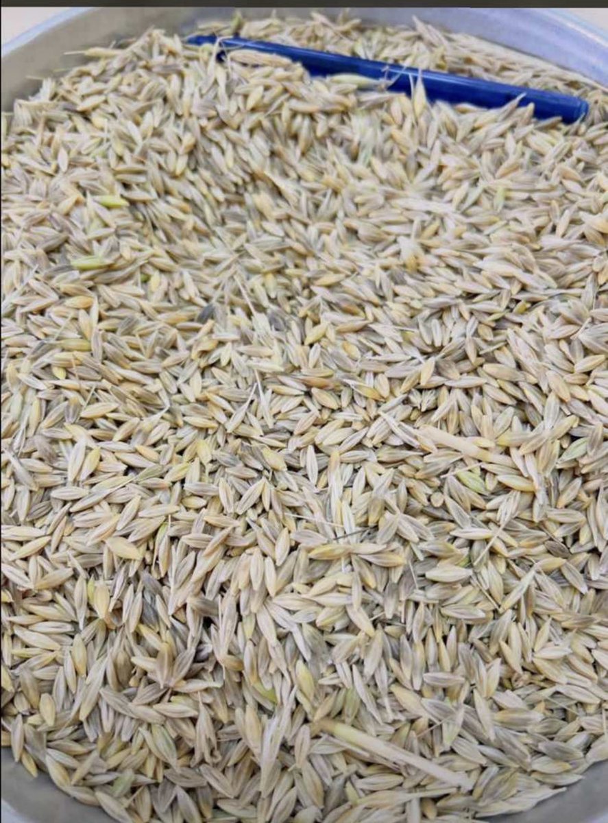 Tarım şehri ve Türkiye’nin en yoğun arpa üretimi yapan illerinden olan  Şanlıurfa’da 2024 yılının ilk mahsülü biçilmiş olup  Zahireciler Borsası satış salonunda satışı gerçekleşmiştir.Tüm çiftçimize ve esnafımıza hayırlı olmasını ve bereketli bir yıl geçirmelerini temenni ederim.