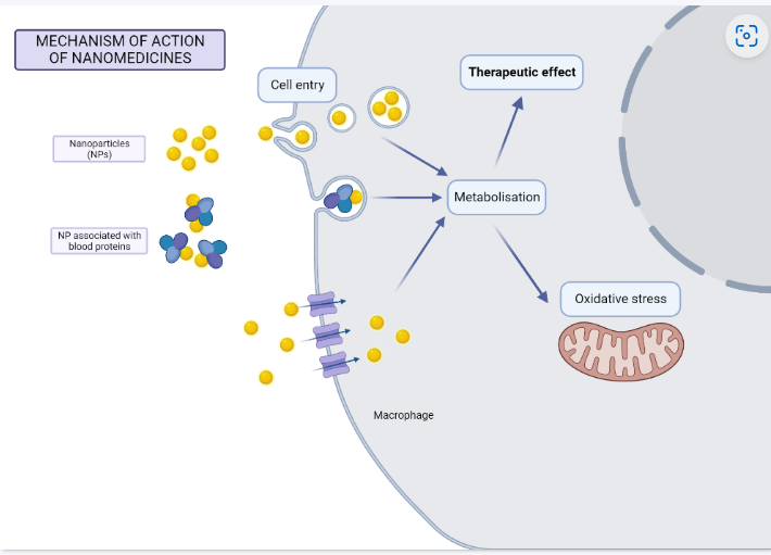 Did you know that over 100 #nanomedicines are approved globally? @nanointercell, we're diving deep into the mechanism of action of different of nanomedicines like iron-carbohydrate complexes, in partnership with the pharma companies that make them. Info: empa.ch/web/s403/nanoi…