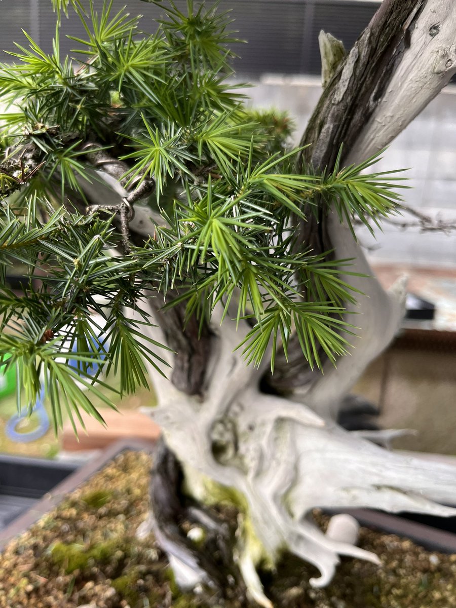 杜松の散髪しております✂️ 刺さる #bonsai #盆栽
