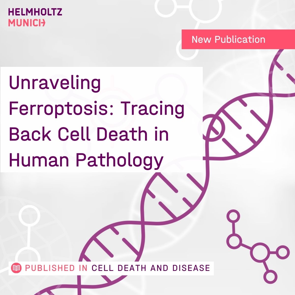 Ferroptosis: Tracing Back #CellDeath in Human #Pathology Dr. Schick & team at #HelmholtzMunich identified a #biomarker for #ferroptosis in vivo: #FABP5. The finding opens doors for novel #therapies. 👉Read more: t1p.de/zw5p8 #iron #biomedicine