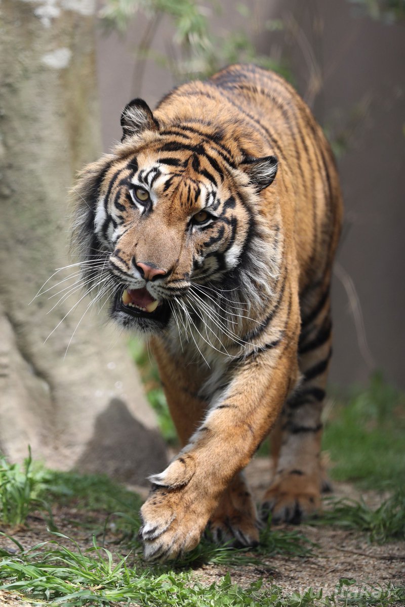 アオくん♪　#東山動植物園 #スマトラトラ #アオ