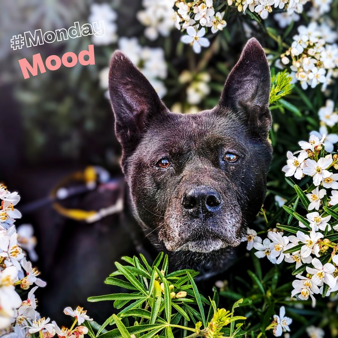🪻Starting the week off on a bloomin' good note, with this stunning photo of Kiko amongst the flowers! Let this be your #MondayMotivation, embracing the week ahead with paws-itivity and enthusiasm 🌸🐾 #DogsTrust #DogsTrustCardiff #DoAmongstFlowers #FlowerPower #AdoptMe