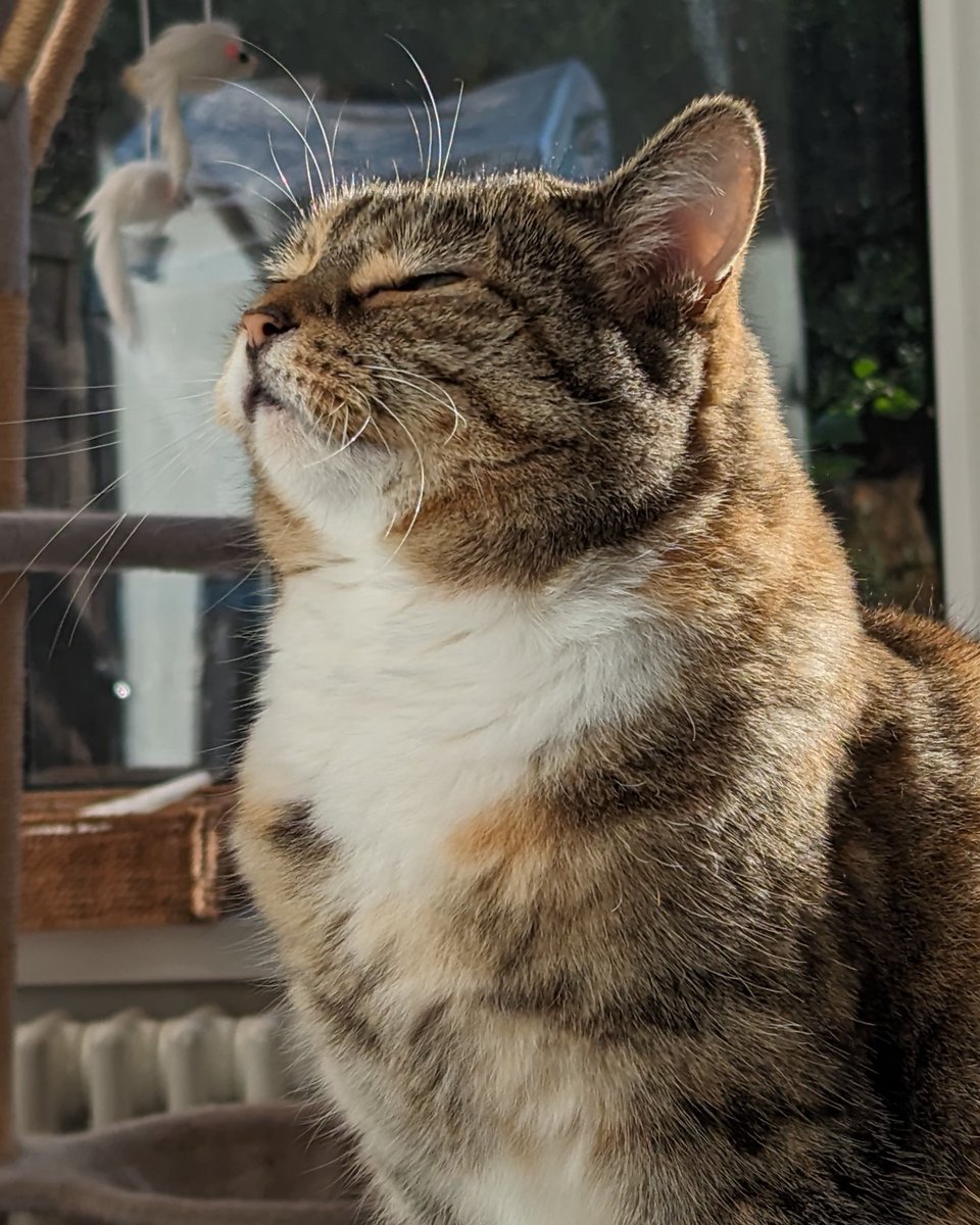 Ever wondered, why do cats have whiskers? They have them not only above their mouths but also above their eyes and front paws. Whiskers are amazing sensory tools for cats and serve many purposes. Learn all about them in our new blog: spr.ly/WhyDoCatsHaveW… 🐱