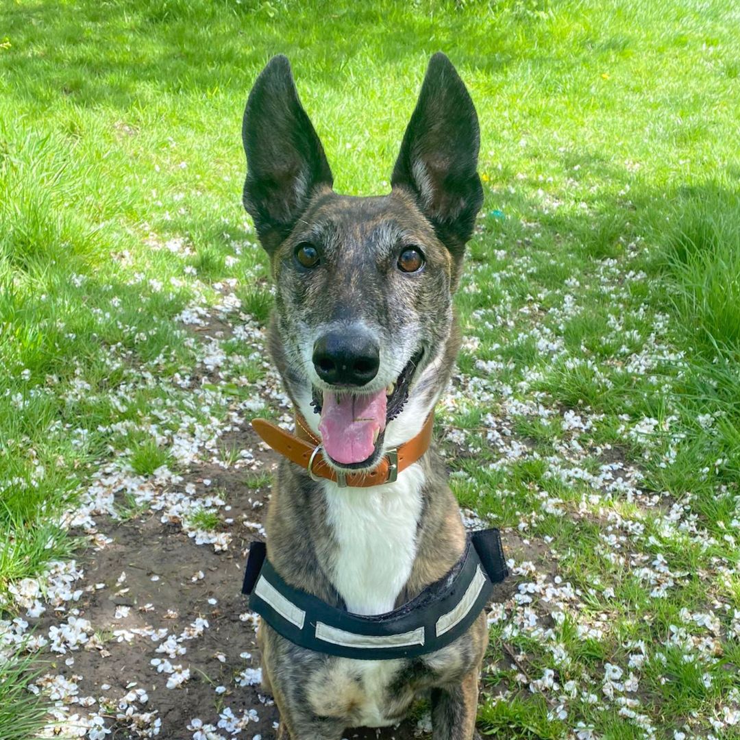 We thought we would bless your feed with this lovely photo of Juno 😍🐶

Juno is patiently waiting for her Pawfect match to come around 💛

#Lurcher #Crossbreed #Adoption #rehoming #rescue #ADogIsForLife #DogsTrustWestLondon