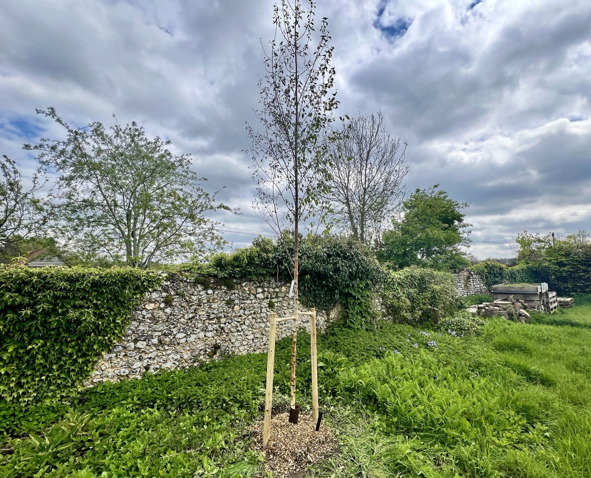 Thank you to Surrey Highways and Surrey Tree Planting and Establishment Team who have donated a lovely Birch tree to The Grange. Which fits in nicely in the Wildlife Garden Orchard.