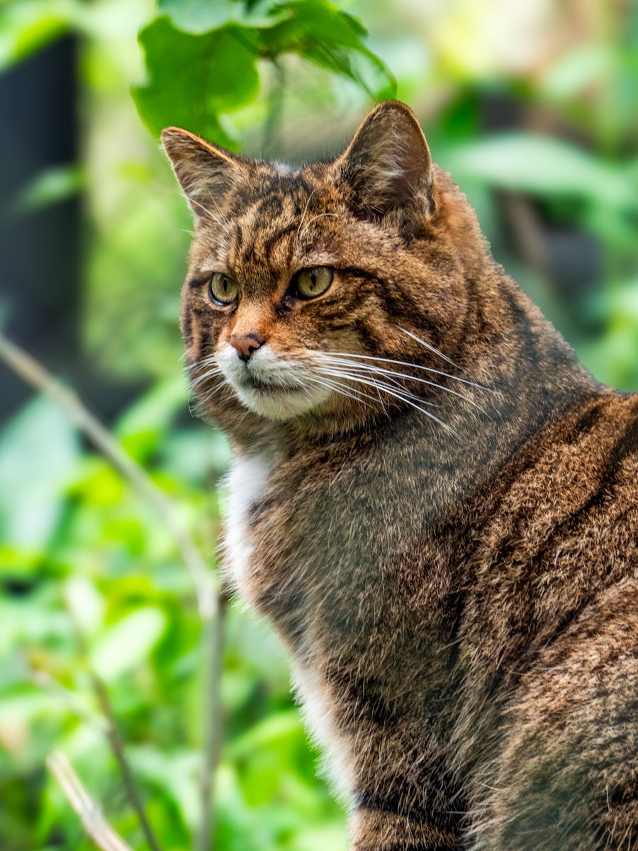As we look ahead to a new week, let's take inspiration from the majestic gaze of the Wildcat, embodying focus & determination! Just as the wildcat sets its sights with precision, we too can channel that same fierce clarity into setting our goals. #wildwoodkent #kent #hernebay