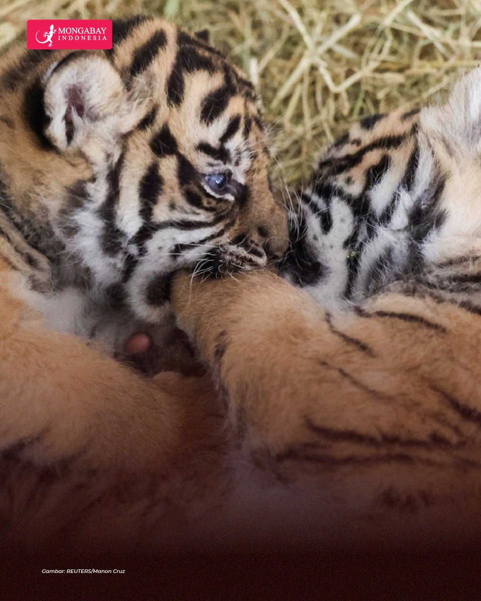 Dua ekor bayi harimau sumatera, dengan jenis kelamin jantan dan betina, lahir di Kebun Binatang Amiens Métropole, Prancis,22 Maret 2024 lalu, mengukuhkan kembalinya kebanggaan setelah kelahiran Pasai, harimau pertama yang lahir di sana 18 bulan sebelumnya.