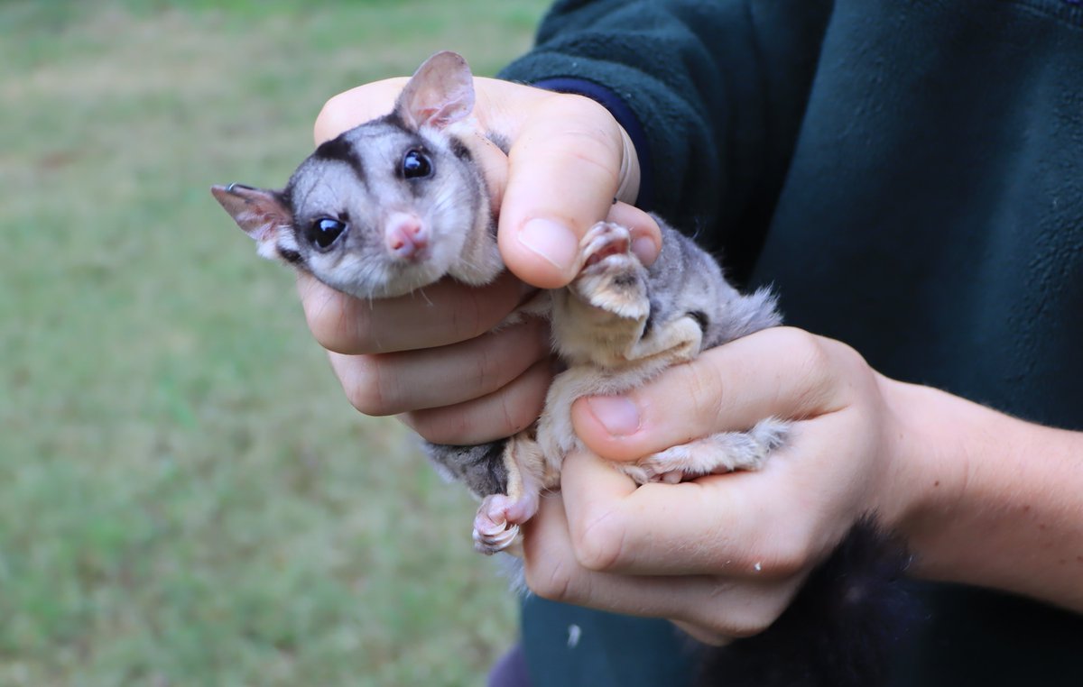 We have partnered with @CityNewcastle, and @FAUNAresearch to protect local Squirrel Gliders! This research project will evaluate the species' abundance, habitat use, and genetics across two bush reserves to help prevent local extinction. Full story 👉 bit.ly/4dewssj