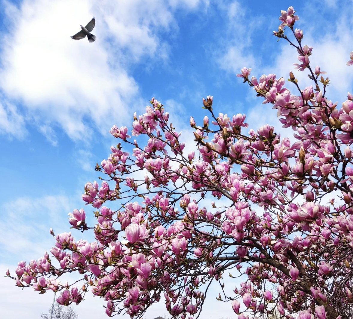 Primavera nelle Terre del Vescovado 🌸 Basta spostarsi poco più ad est della città di Bergamo per imbattersi in piccole sorprese donate dalla natura ✨ 📍Brusaporto 📸 @prezioso.mario