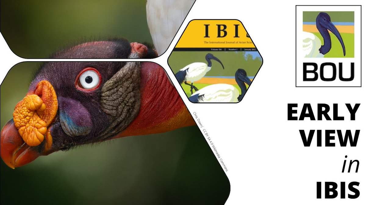 BOU π©π»βπ«π¨πΏβπ«π§π½π³π½ββοΈ π (@ibis_journal) on Twitter photo EARLY VIEW IN IBIS
Scouts vs. usurpers: alternative foraging strategies facilitate coexistence between neotropical Cathartid vultures
onlinelibrary.wiley.com/doi/10.1111/ibβ¦
<a href="/Chris_Beirne/">Chris Beirne</a> et al.
#ornithology EARLY VIEW IN IBIS
Scouts vs. usurpers: alternative foraging strategies facilitate coexistence between neotropical Cathartid vultures
onlinelibrary.wiley.com/doi/10.1111/ibβ¦
<a href="/Chris_Beirne/">Chris Beirne</a> et al.
#ornithology
