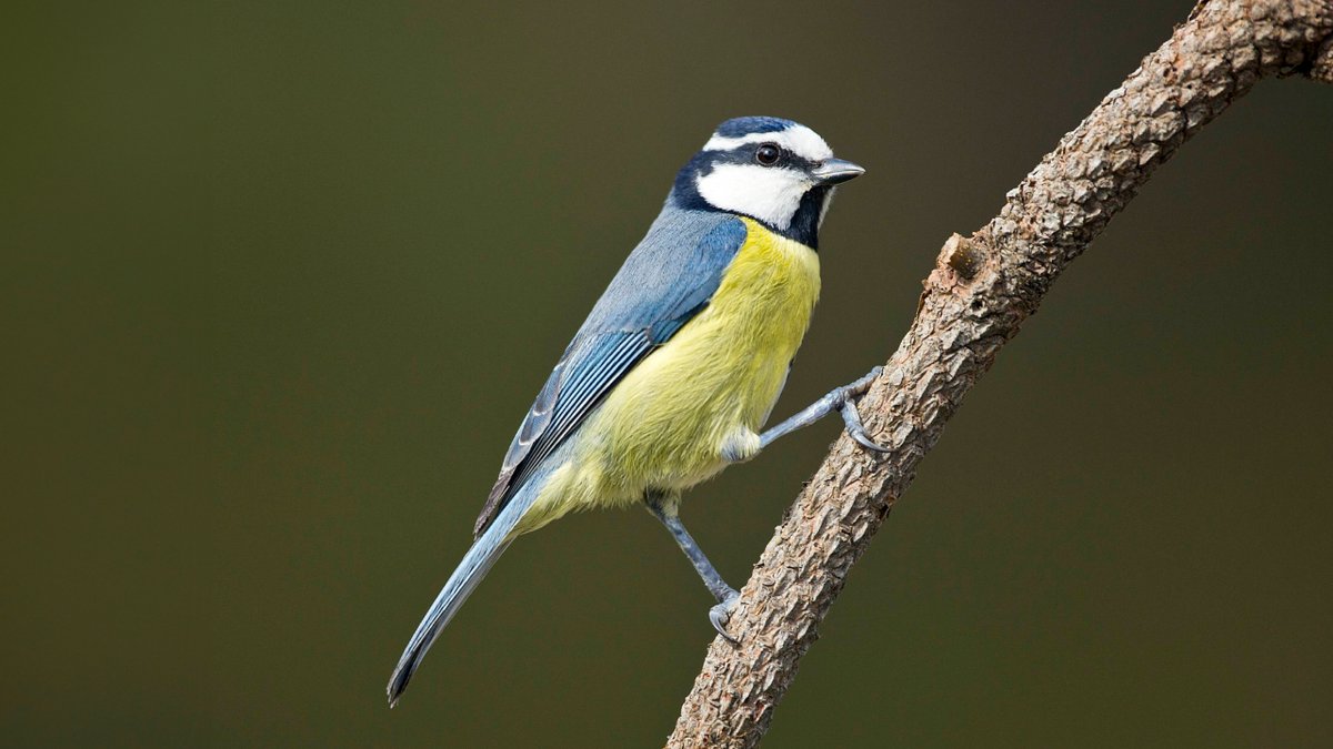 La Universidad de Oviedo revisa los procesos de diferenciación que dan lugar a nuevas especies de aves en islas oceánicas,  la piedra angular sobre la que gira la biología evolutiva. i.mtr.cool/jalvsholot