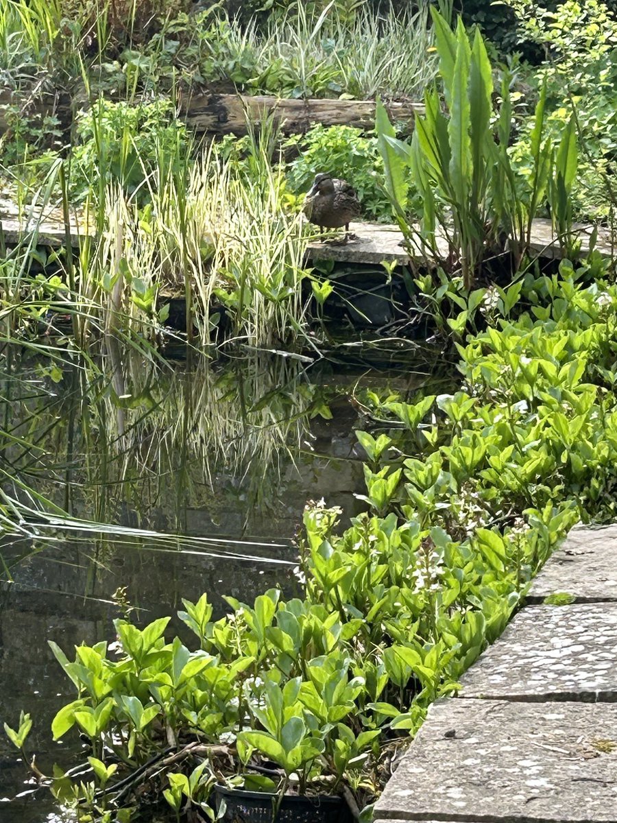 Omg so so sad Shes been wandering around the garden by herself. Now back by the pond-alone💔😢