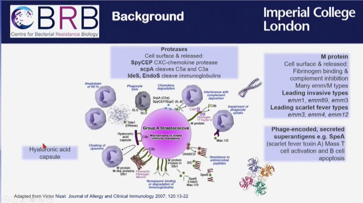 #ECCMID2024 'Group A Streptococcus is a card carrying pathogen. An absolute beast' 1/n....