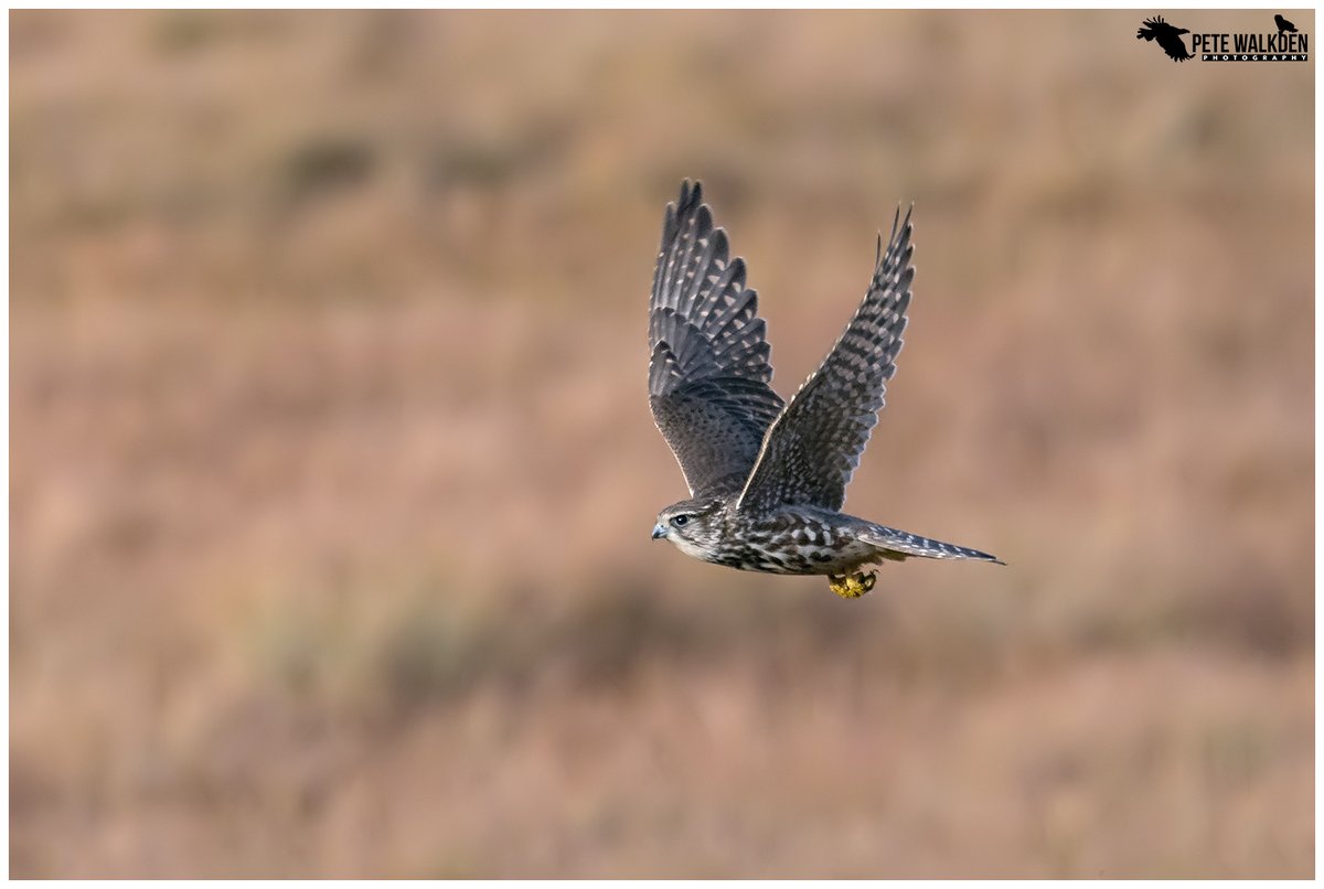 Merlin, zipping off across the moors of Mull late last year. Mull is good for moments of magic like this... #Mull #workshop #merlin #wildlife #ThePhotoHour