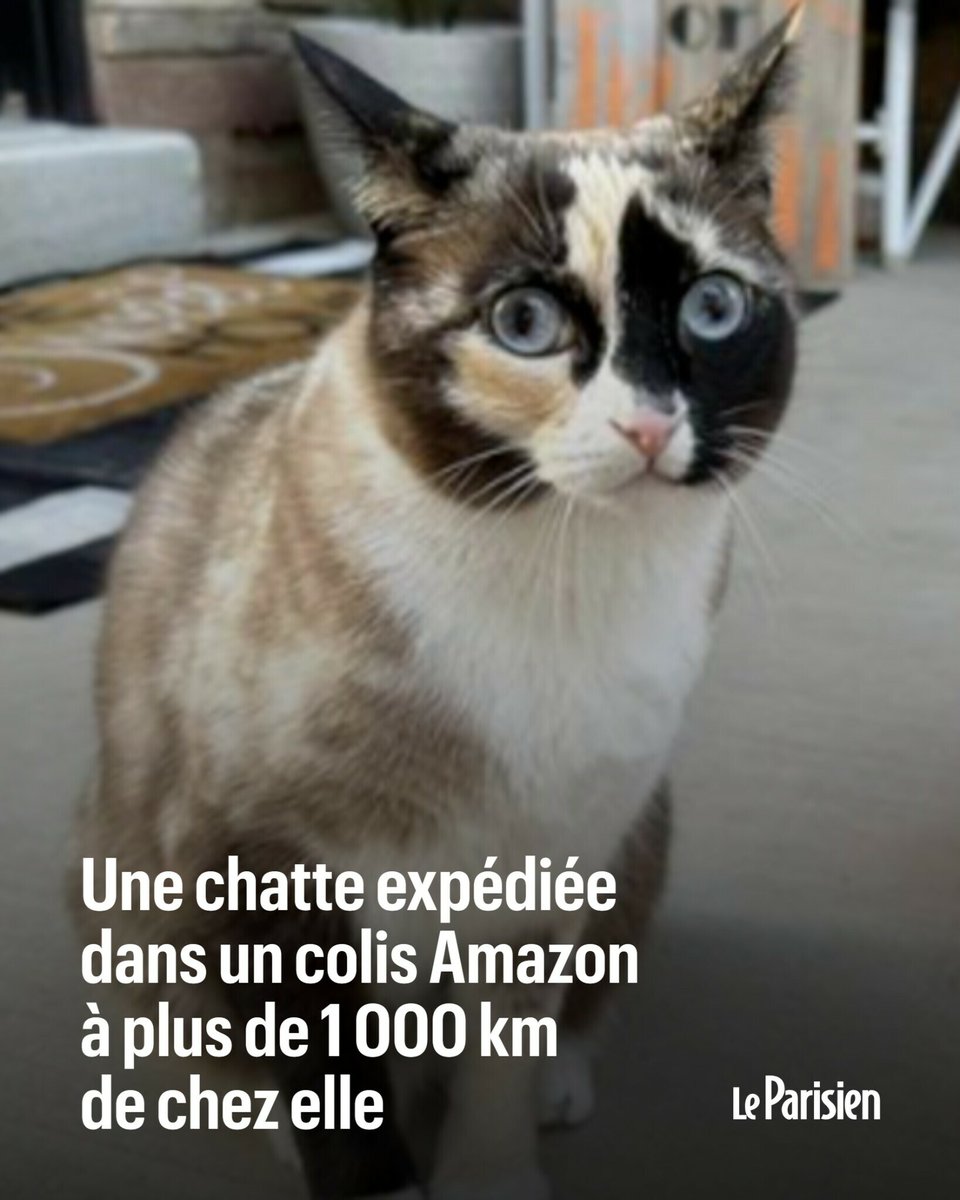 Carrie Stevens Clark et son mari Matt ont retrouvé leur chatte Galena à plus de 1 000 km de chez eux après que cette dernière s’est glissée dans un colis de retour Amazon
➡️ l.leparisien.fr/SCzL