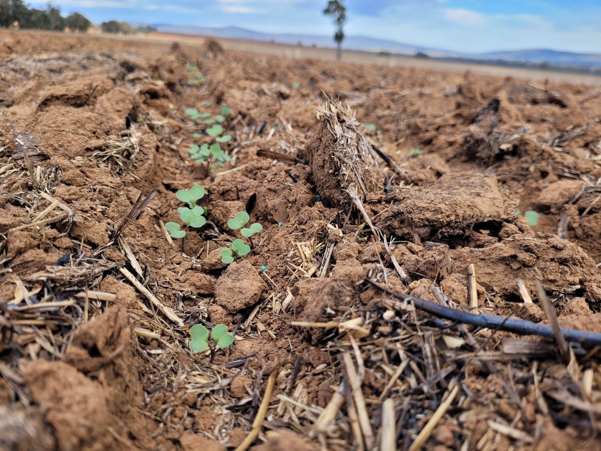 Grenfell canola NVT emerging well 11 days after sowing @GRDC_NVT @kalyx_australia