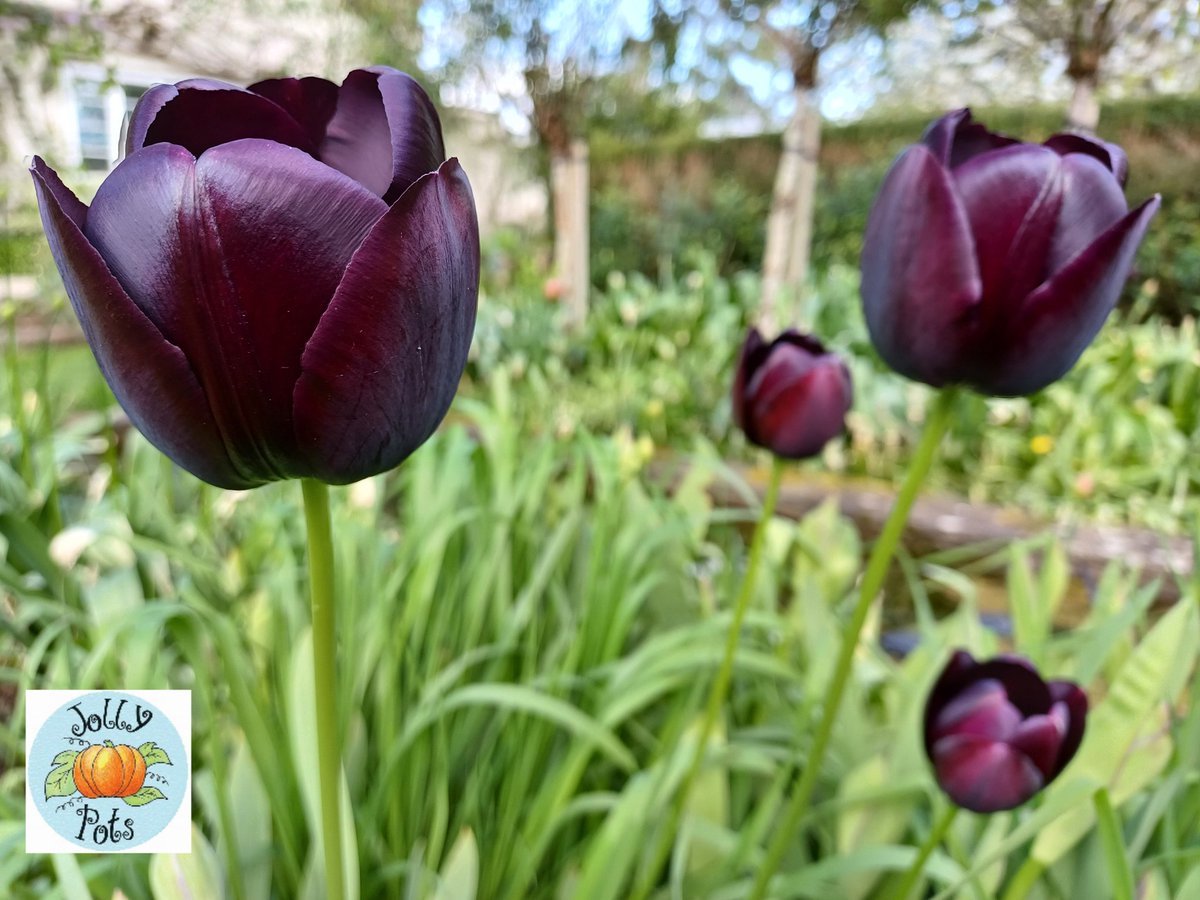 Morning lovelies 😘 

#monday #tulips #bulbs #gardening #gardens #gardenflowers #gardeningday #gardenmaintenance