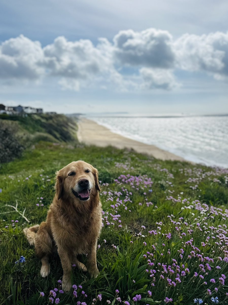 Monday morning smiles 💛🐾🐾💛#Southbourne beach #bournemouth