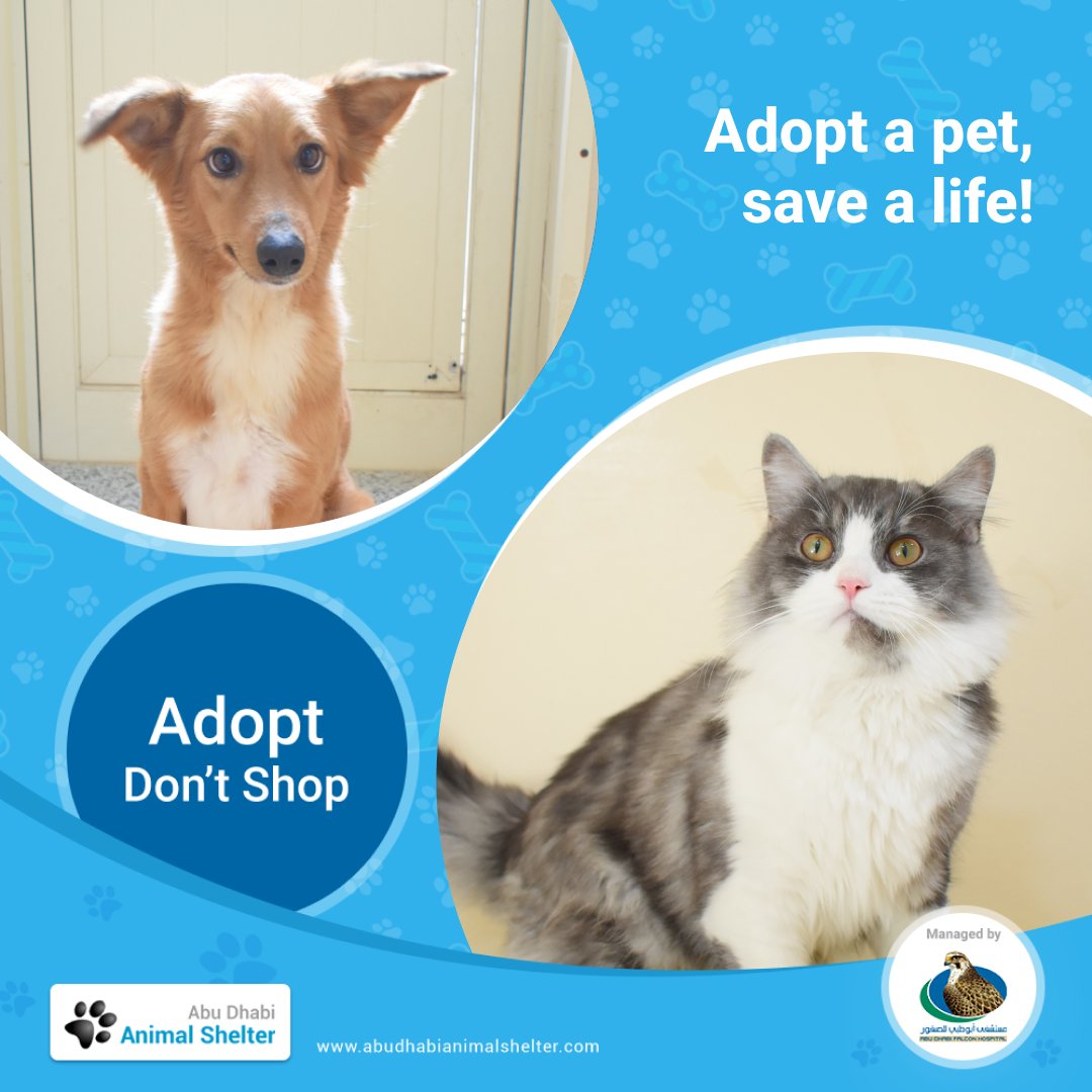 Few acts of kindness come close to saving a life. Adopt a pet from ADAS and save a life in need today.

#ADAS #AdoptDontShop #AbuDhabi #AnimalShelter