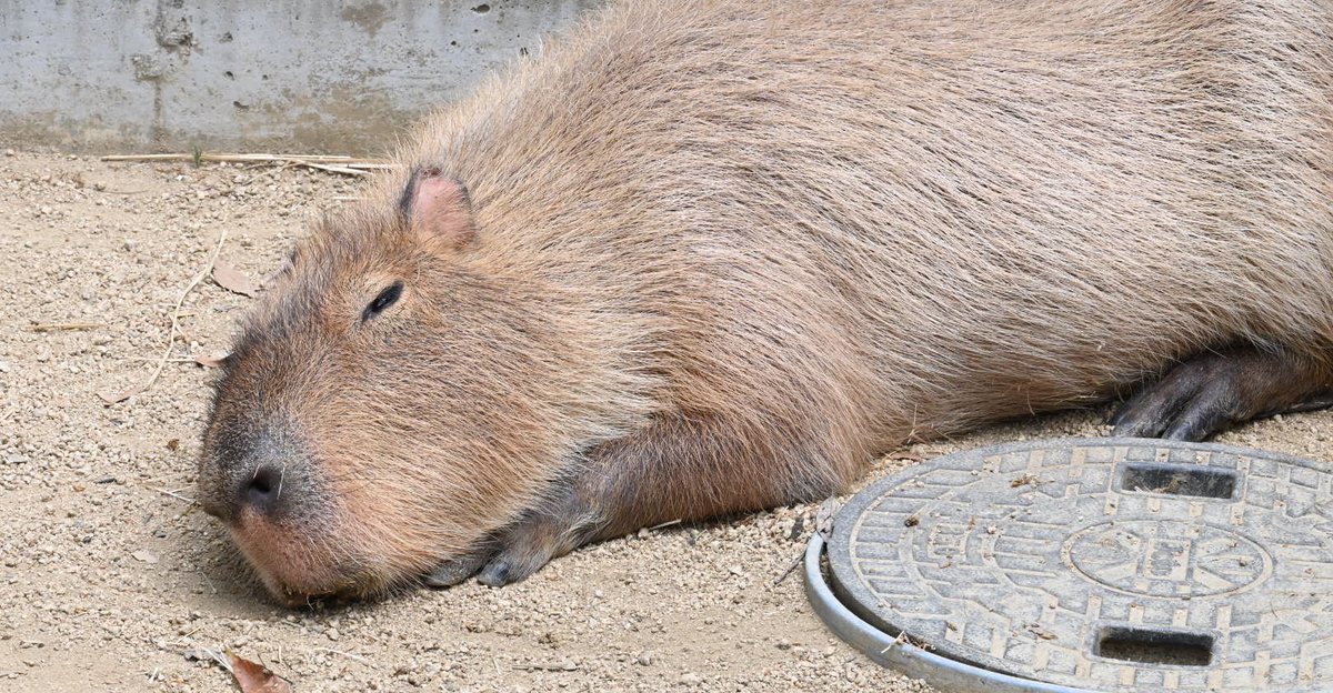 寝てるように見えて、薄目でこちらの様子を窺ってます (池田動物園)