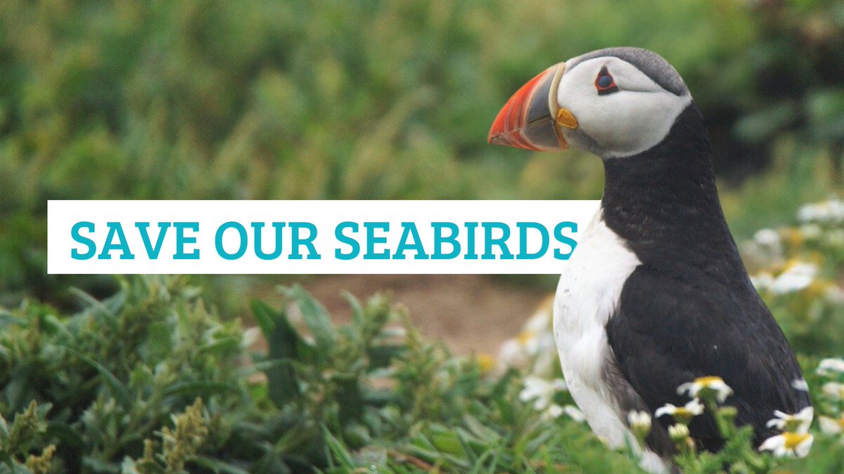 Sandeels support struggling birds like Puffins & boost important fish species like Haddock🐟 Protecting them was a world-leading first for nature taken by the UK👍 Nature groups are backing @DefraGovUK pressing ahead in face of opposition from the EU👇 wcl.org.uk/nature-chariti…