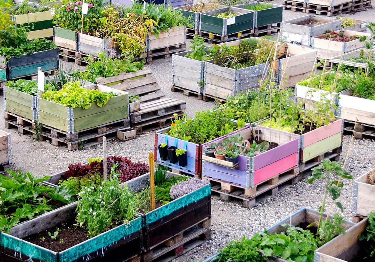 Urban farming is a solution to food insecurity, environmental #degradation, and community #Resilience; it is more than just green space.#Urban agriculture provides fresh vegetables, #eco-friendly jobs, and a link to nature right #UrbanFarming #FoodSecurity #Sustainability