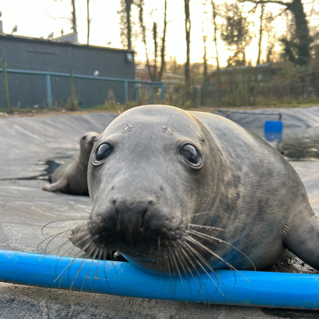 Dublin Bay - caption this! 💙✨

#seals #wild #animalrescue #marineconservation