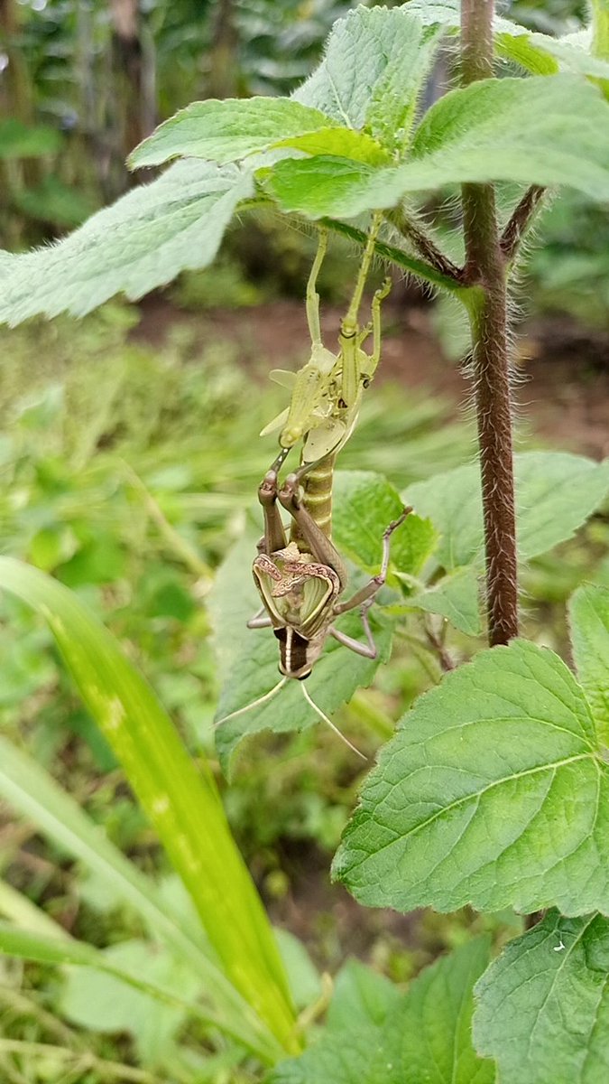 I captured something rare 📸 Grasshopper moulting 🦗
#nature #mobilephotography