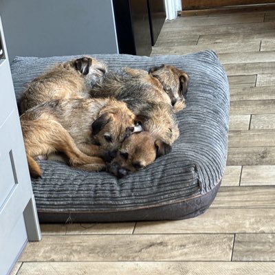 brackbramberrybeck #4 border terriers tweet media