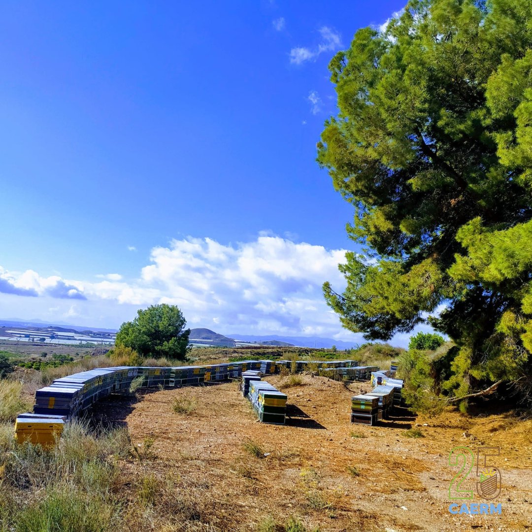 📸 Colmenas de #abejas 🐝 en una finca ecológica de limones 🍋 #ecológicos en Alhama de Murcia.

▪️ Gracias a una de nuestras auditoras por esta bonita imagen.

#agriculturaecológica de la Región de Murcia, #BuenaporNaturaleza 😇