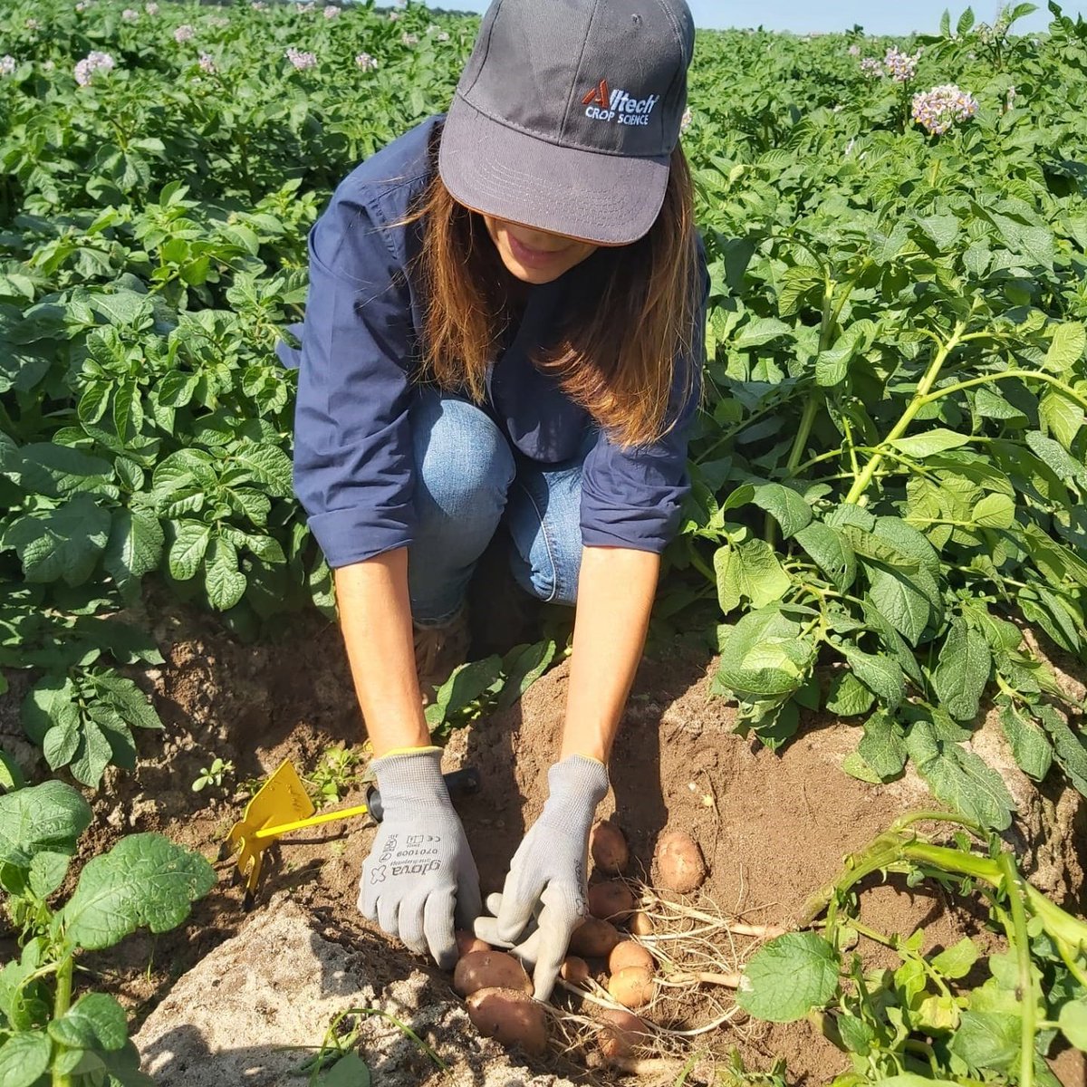 🌱 Los #bioestimulantes han surgido como maravillas biotecnológicas con el potencial de revolucionar el crecimiento de las #plantas, aumentar el rendimiento y reforzar la #sostenibilidad 🌎 Lee más en Revista #Agricultura ⤵️ revistaagricultura.com/Noticias/Notic… 👤 @AlltechSpain