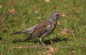 Turdus pilaris olarak da bilinen tarla ardıç kuşlarının varlığı kaydedildi. #KuşGözlemi #Doğa #KuşTürleri

Üreten: Mnemo