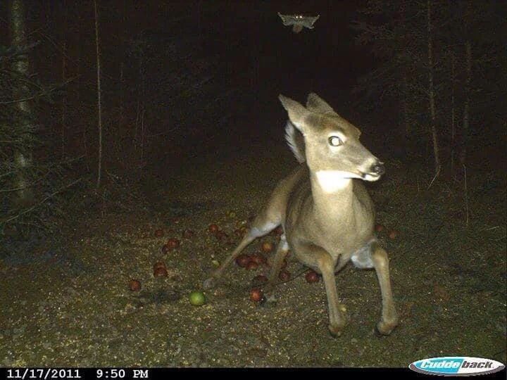Deer running from a flying squirrel as caught on a trail camera.