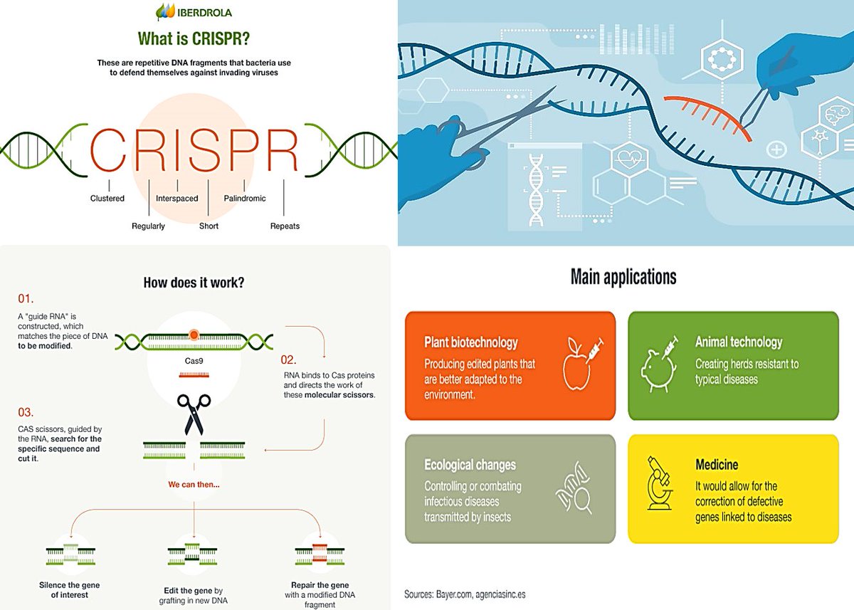 #DNADay #agrobiodiversity 
👨‍🎓🧬🧩📈🍞🌾💚📈🧑‍🌾❤️
- CRISPR: The Great Genetic Revolution 
RT: iberdrola.com/innovation/gen…
#Health #medicine #agriculture 
➡️'CRISPR techniques are used to introduce changes in the genome with ➡️enormous precision.'
#CRISPR #biotechnology #NGT #Genomics