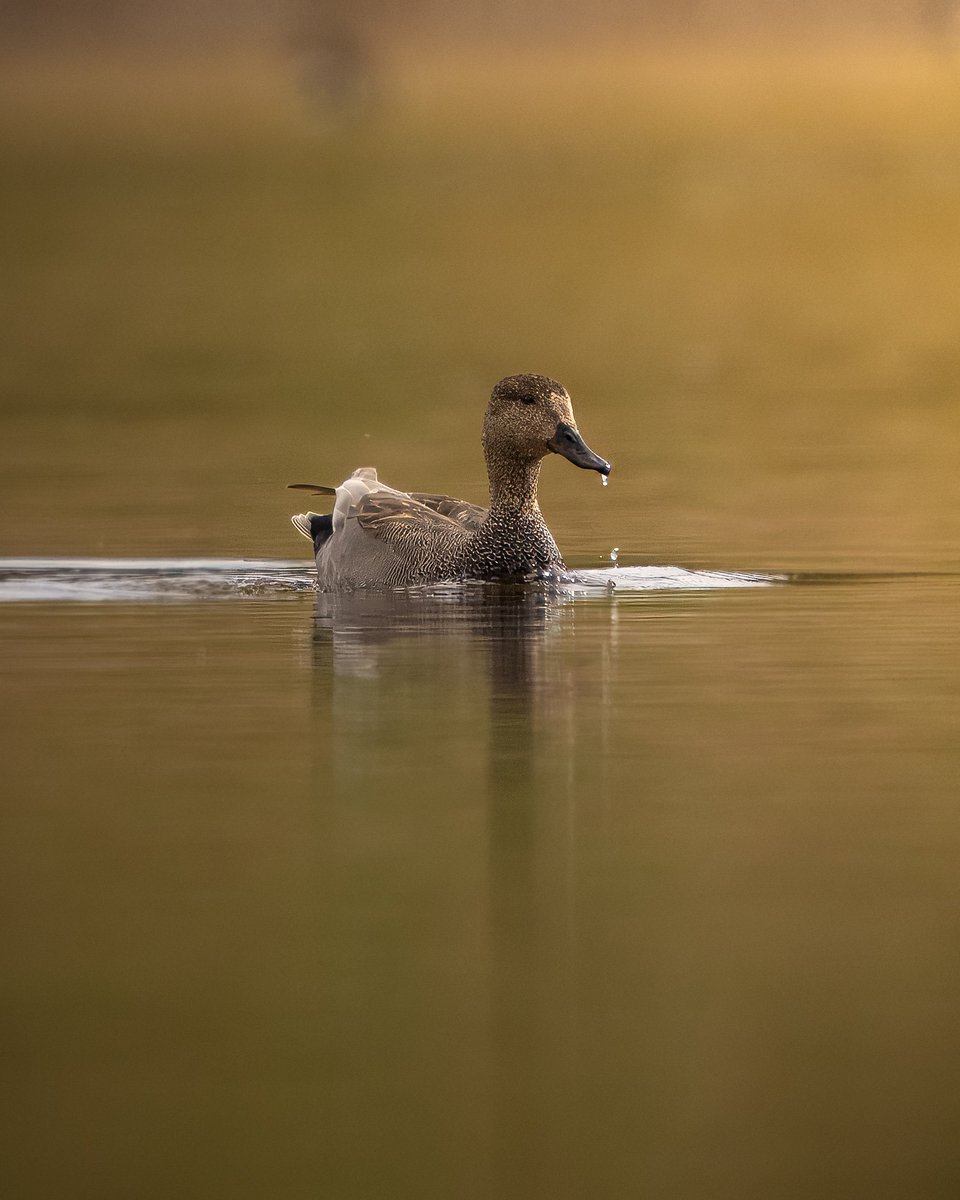 Upending - feeding with heads in the water and back end up 😂😆 And Yes, this beautiful Gadwall is a dabbling- upending duck. 🤩 #photography #BirdsOfTwitter #MotherNature #bird