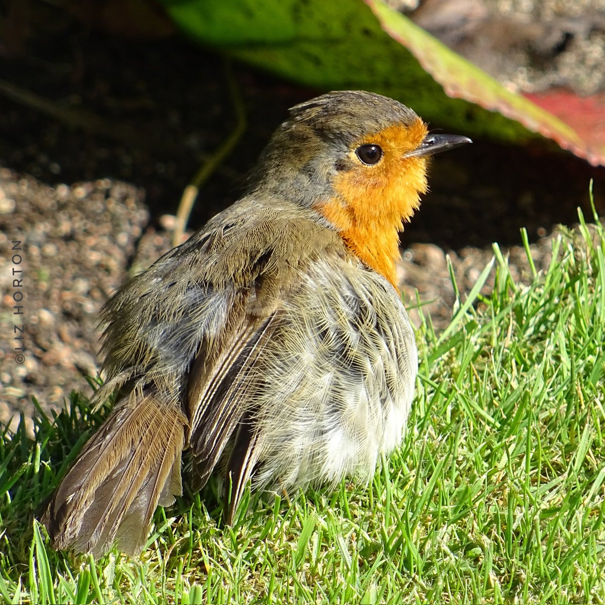 Sweet #Robin in the sunshine.. It's looking like a beautiful day. Hope you have sunshine too and you have a super day & week.. #nature #wildlife #birds #photography #birdwatching #birdphotography #BirdTwitter #birdtonic #MondayMotivation #MondayMood #art #naturelovers .. ☀️🌱🧡🕊