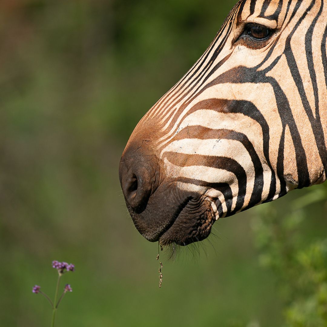 Foto di Gerry Van Der Valt (instagram.com/gerryvanderwal…).
Obiettivo 500mm F5.6 DG DN OS SPORT, vincitore del premio TIPA 2024!
Disponibile negli attacchi Sony E-Mount e L-Mount (fotocamere Sigma, Leica e Panasonic).

<a href="/sigma/">Sigma</a> 
#fotografia #photographer #landscapephotography #lmount