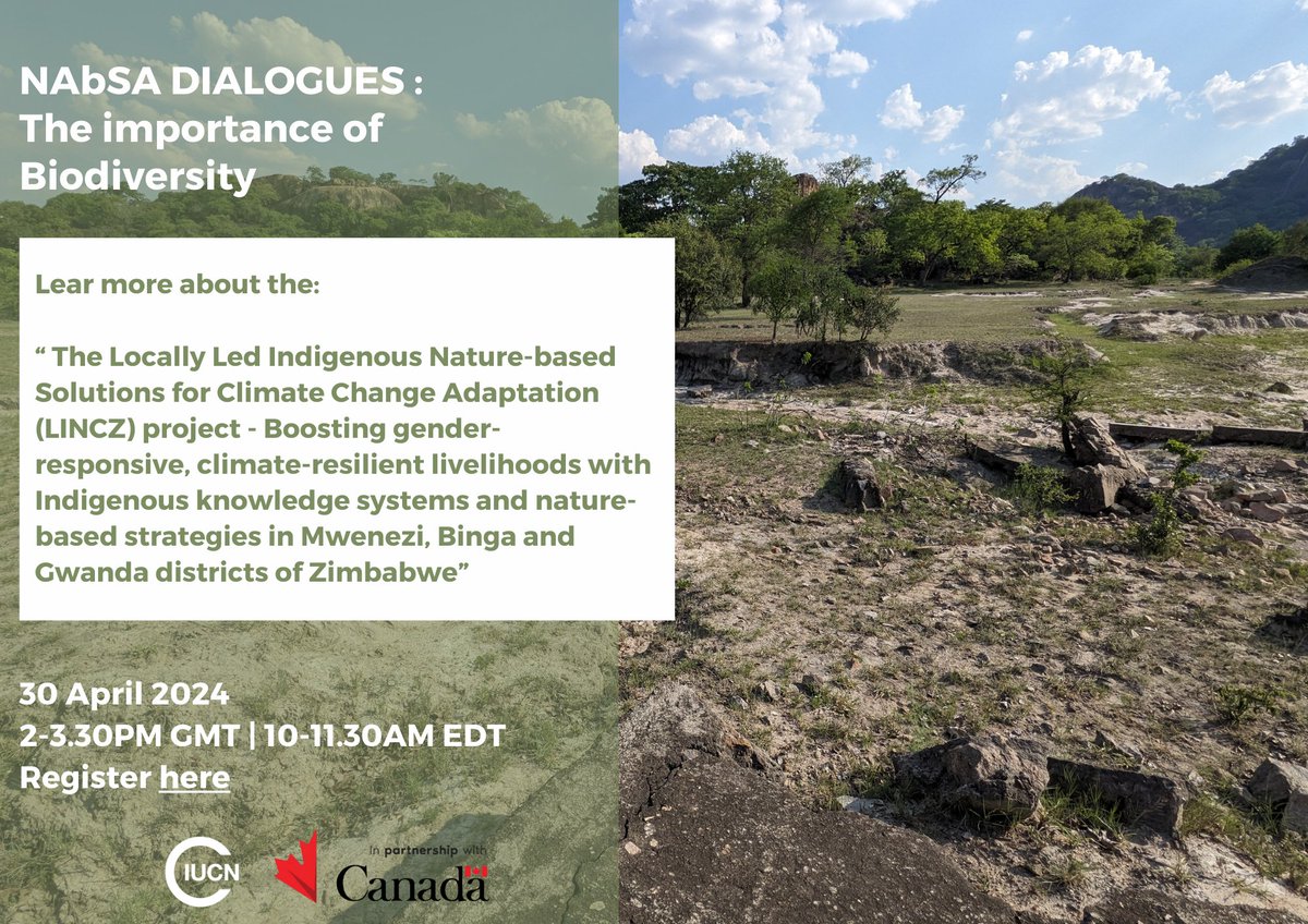 🌱 #LINCZ is leading the way in Zimbabwe by integrating Indigenous knowledge with #NbS for building resilient communities. Join the #NAbSA Biodiversity Dialogue - rb.gy/498fg7 🗓️April 30 - 4PM CEST #ClimateAdaptation #IndigenousKnowledge @mccpeace @CanadaDev