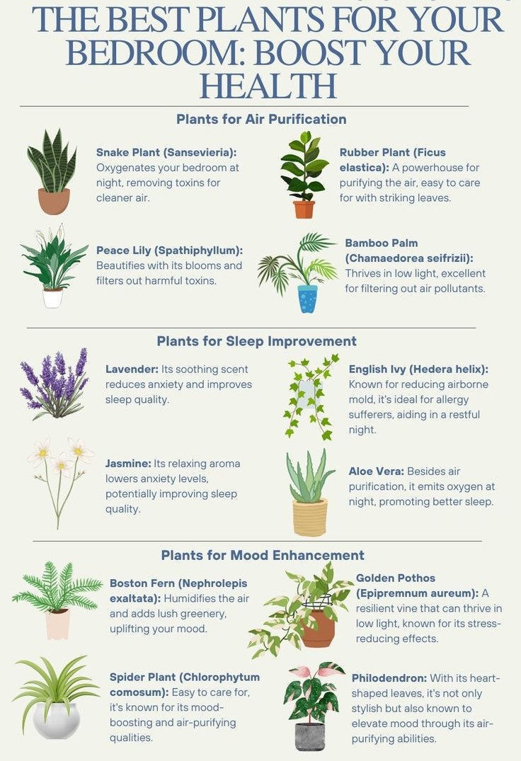 The Best Plants For Your Bedroom: Boost Your Health