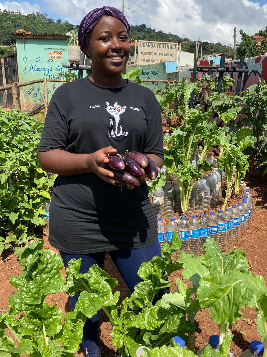 I harvested purple egg plants at Kunya Green Space demo urban  garden. These are rich in fibres, minerals,and vitamins. 

Thanks to @dreamtownngo , @activecitizensu and @AfrikovationHub .

#Urbanfarming #Greenspace
