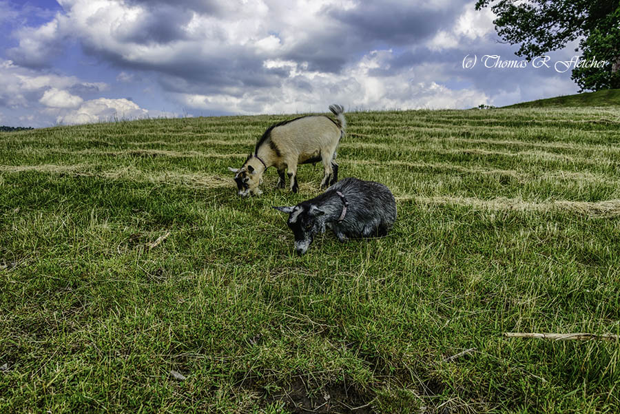 'Lazy Grazing'
#AlmostHeaven #WestVirginia #Highlands #PygmyGoats #ThePhotoHour