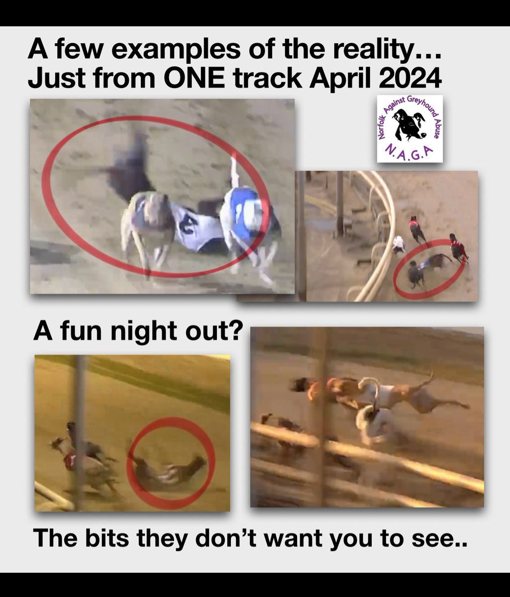 The GBGB claims it wants a ‘good life for every greyhound’. How can that be true when horrific falls are happening regularly? Maybe the gambling industry wants the falls? Money is always at the heart of all they do! #bangreyhoundracing