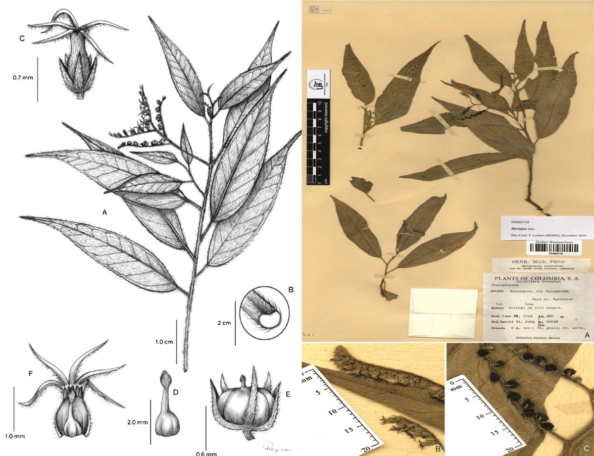 Today is #TreeDay in #Colombia 🇨🇴one of the world's #biodiversity hotspots and we are featuring Myriopus gleissonii a newly described Colombian-endemic species that is distinct by being the only #tree in the genus Myriopus @KewBulletin doi.org/10.1007/s12225… #DiaDelArbol