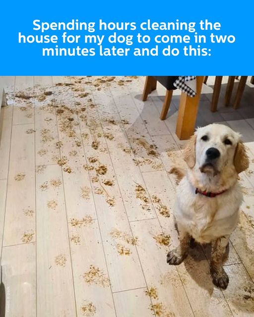 Oh dear...what would you do?

#floorcare #pets #doglife